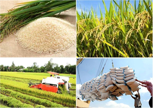 Les exportations de riz rapportent près de 1 milliard de dollars américains - Ảnh 1.